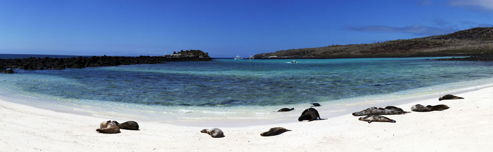 galapgos-bigstock-purchase-webexpand